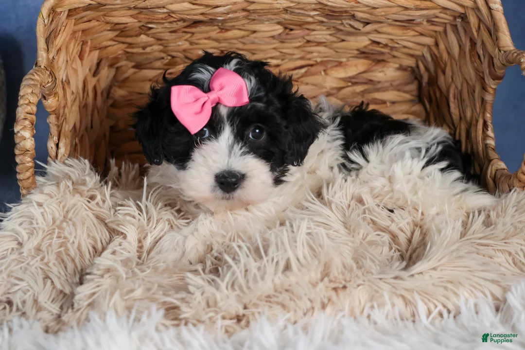 Havapoo dogs for sale: ELLIE - Ad 4