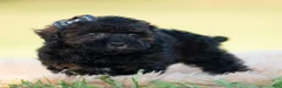 Toy Poodle dogs for sale: Dannie - Ad 6