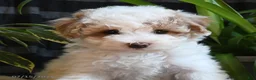 Bichpoo dogs for sale: Blossom - Ad 3