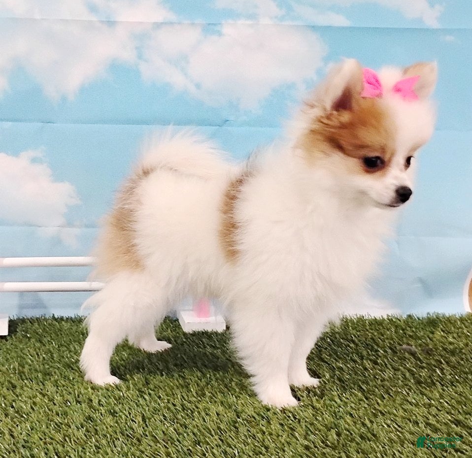 Pomeranian dogs Sunny - Ad 1