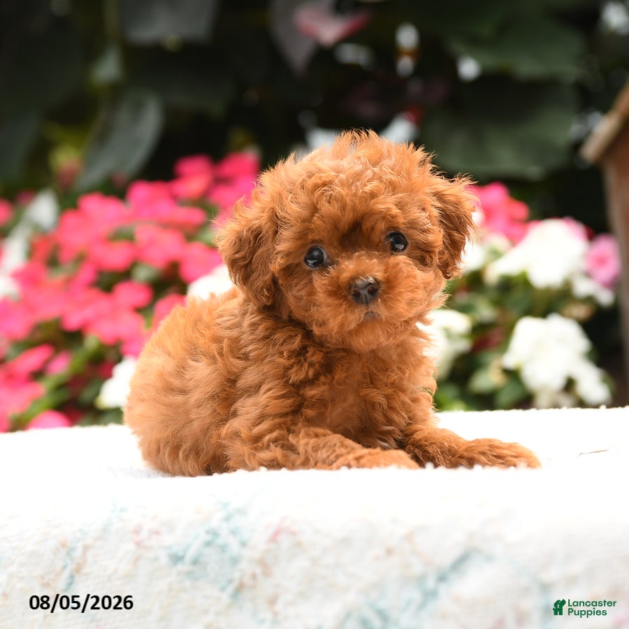 Havapoo dogs Shelby - Ad 2
