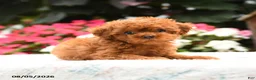 Havapoo dogs for sale: Shelby - Ad 2
