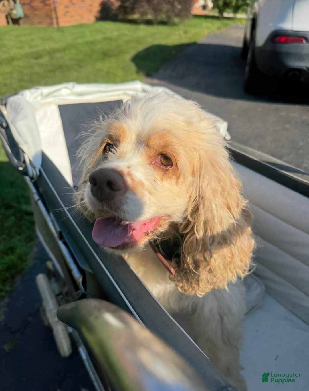 Cocker Spaniel dogs for sale: Oscar Cocker Spaniel Puppy 3 - Ad 2