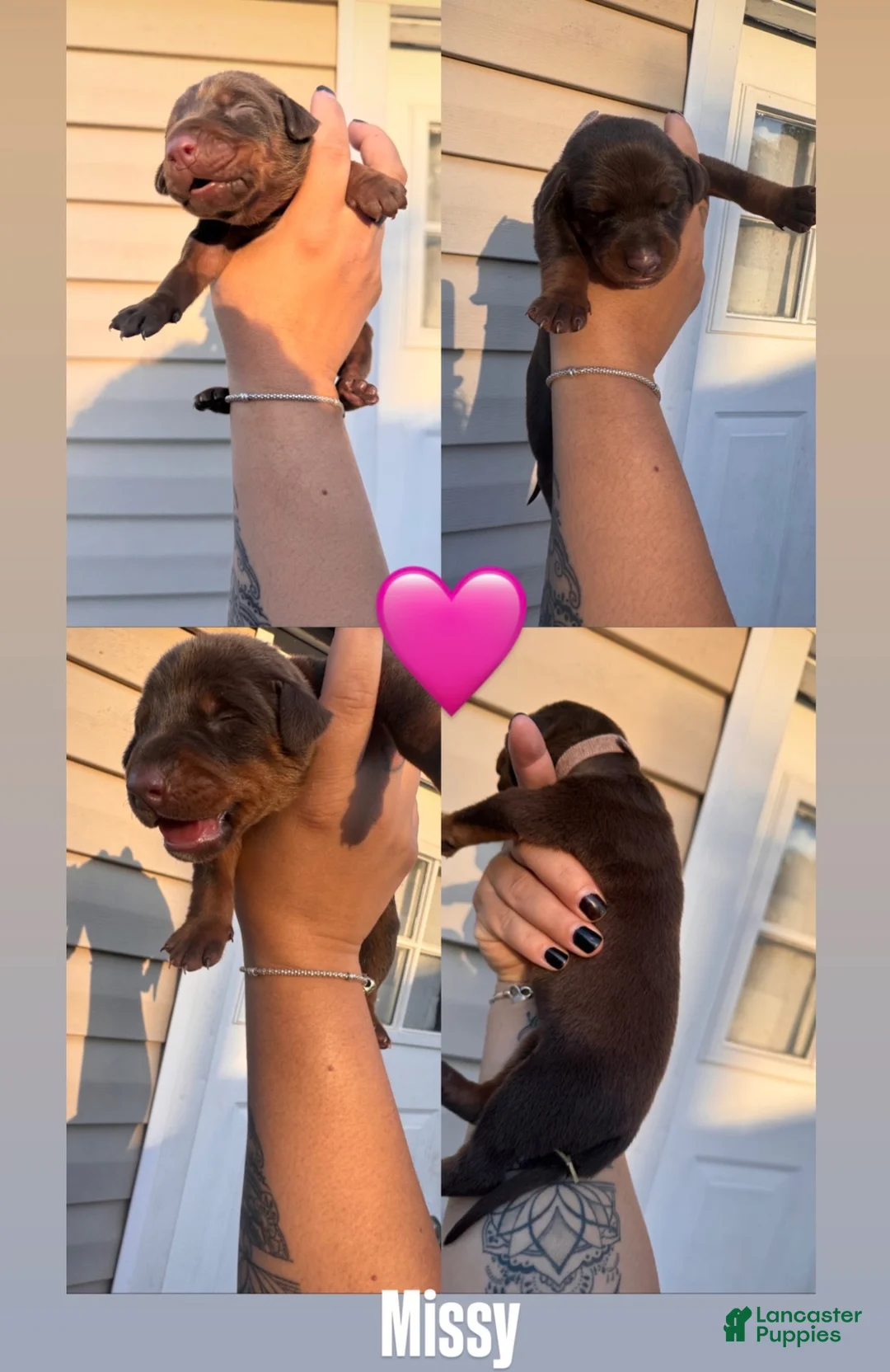 Doberman Pinscher dogs for sale: Doberman Pinscher 7 - Ad 1