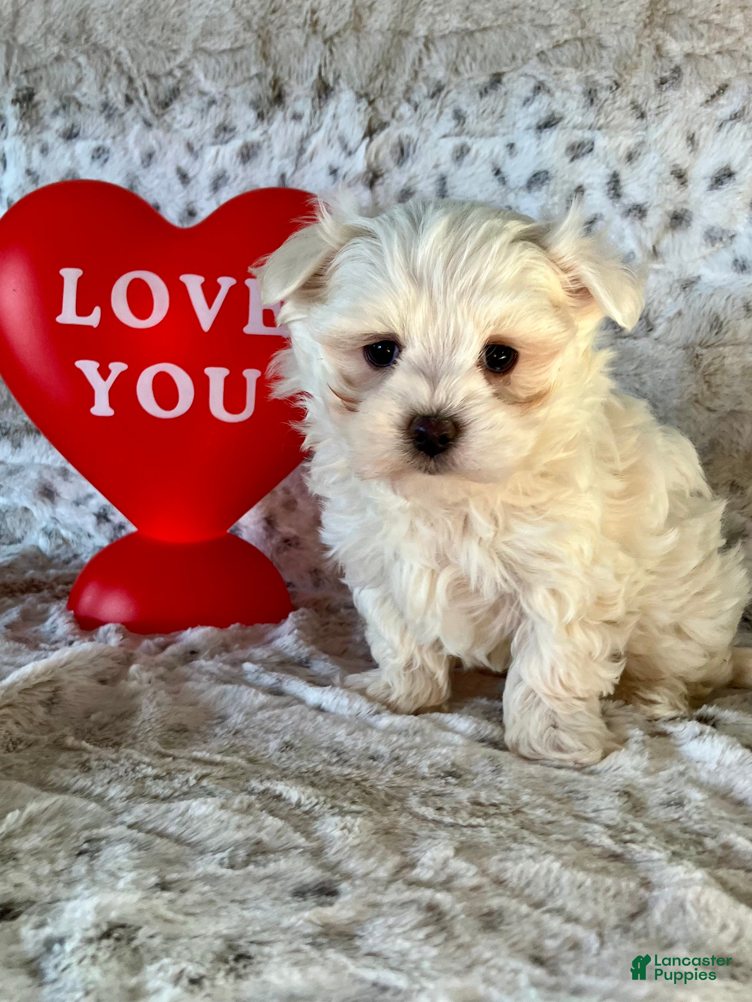 Maltese dogs Milo - Ad 4