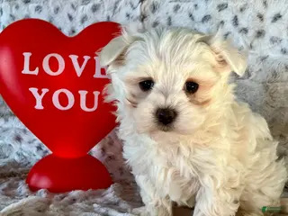 Maltese dogs Milo - Ad 4