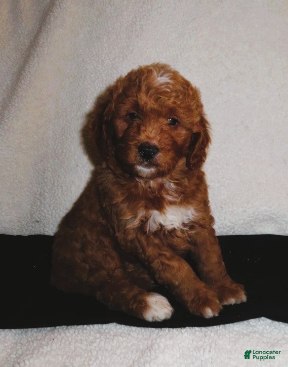 Mini Goldendoodle dogs Ruby - Ad 1