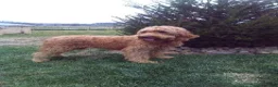 Goldendoodle dogs for sale: Stella - Ad 6