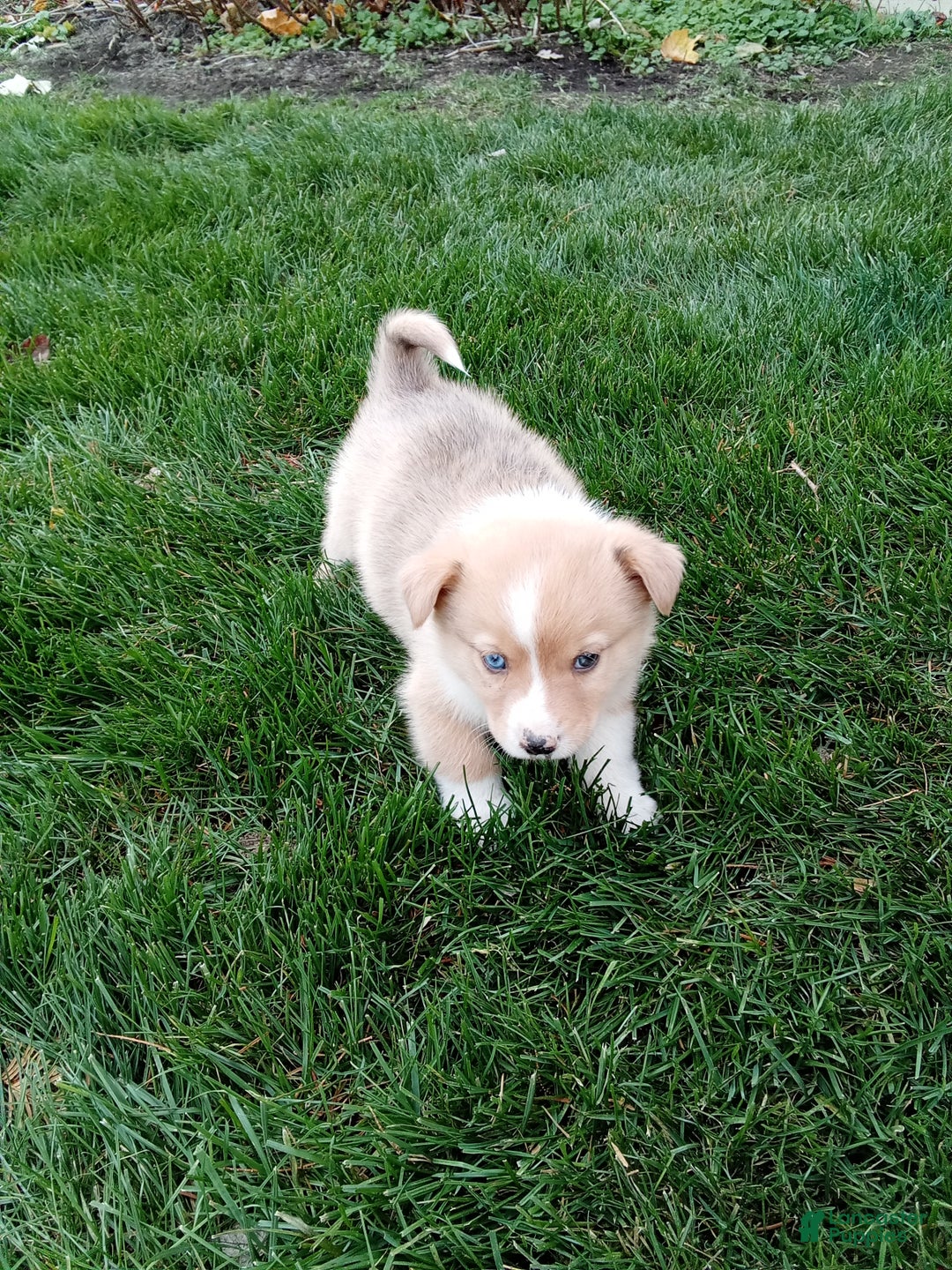 Mixed Breed dogs for sale: Oscar - Ad 4