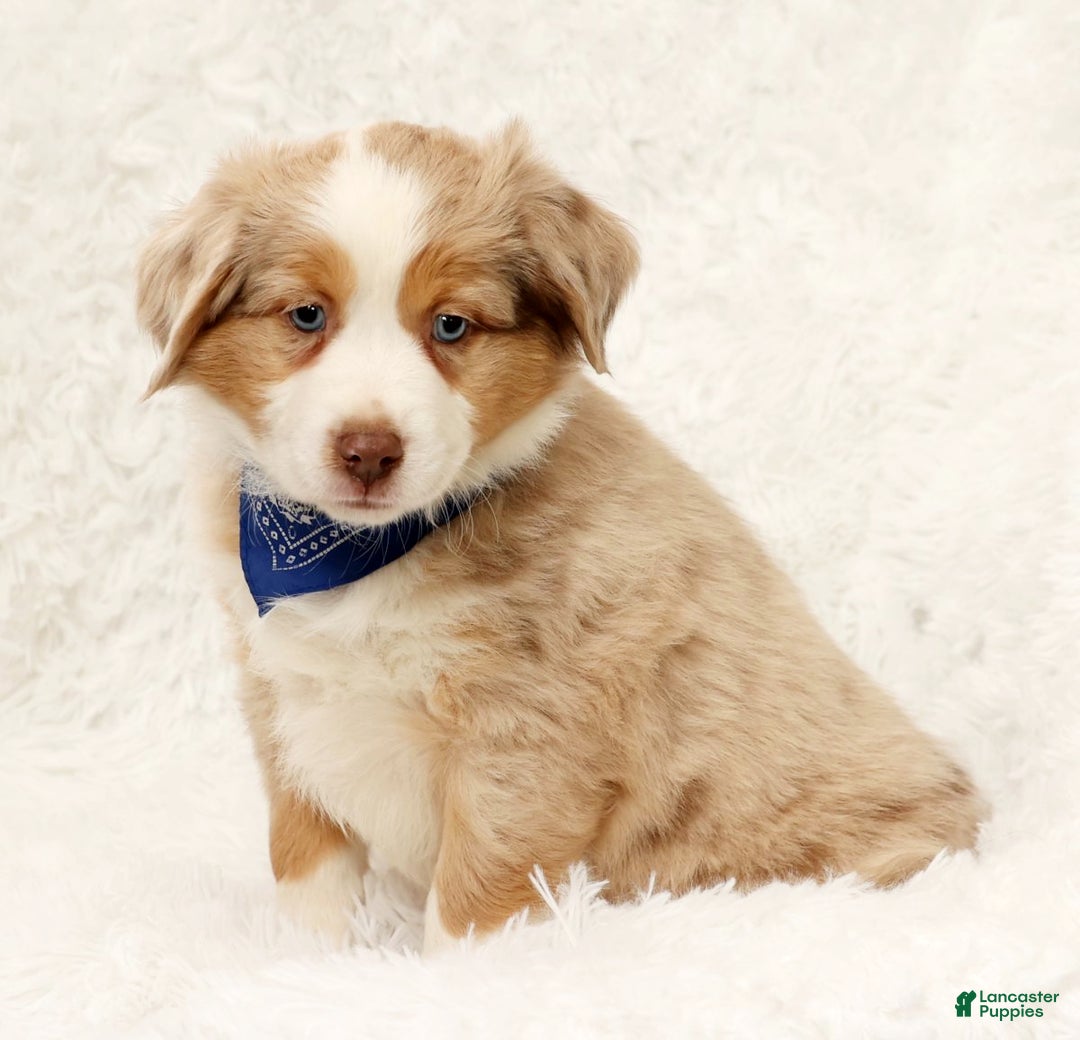Australian Shepherd dogs for sale: Zack - Ad 6