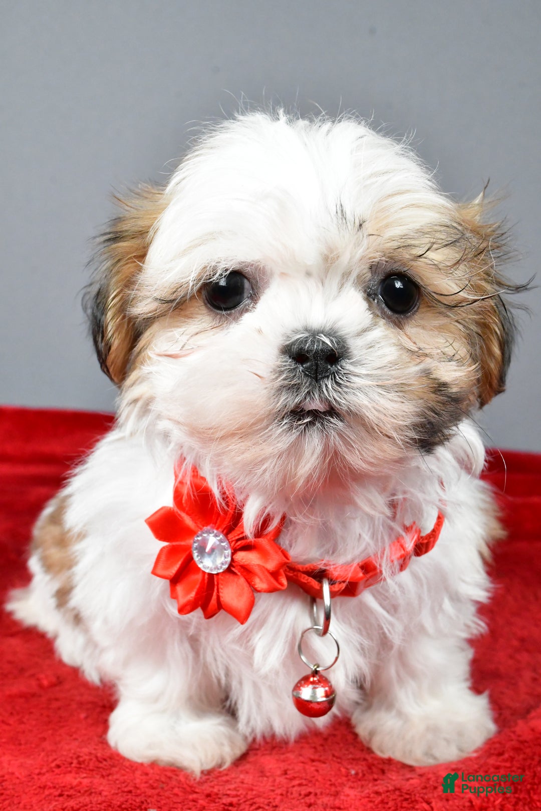 Shih Tzu dogs for sale: Chevel - Ad 6