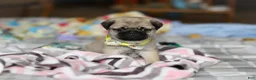 Pug dogs for sale: Prince  - Ad 5