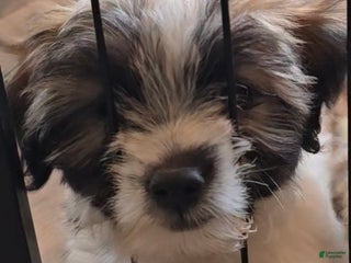 Jackapoo dogs - Ad 25