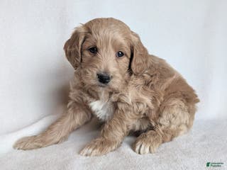 Mini Goldendoodle dogs Diva F1B - Ad 5