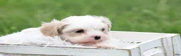 Mixed Breed dogs for sale: Mixed Breed Puppy 1 - Ad 12