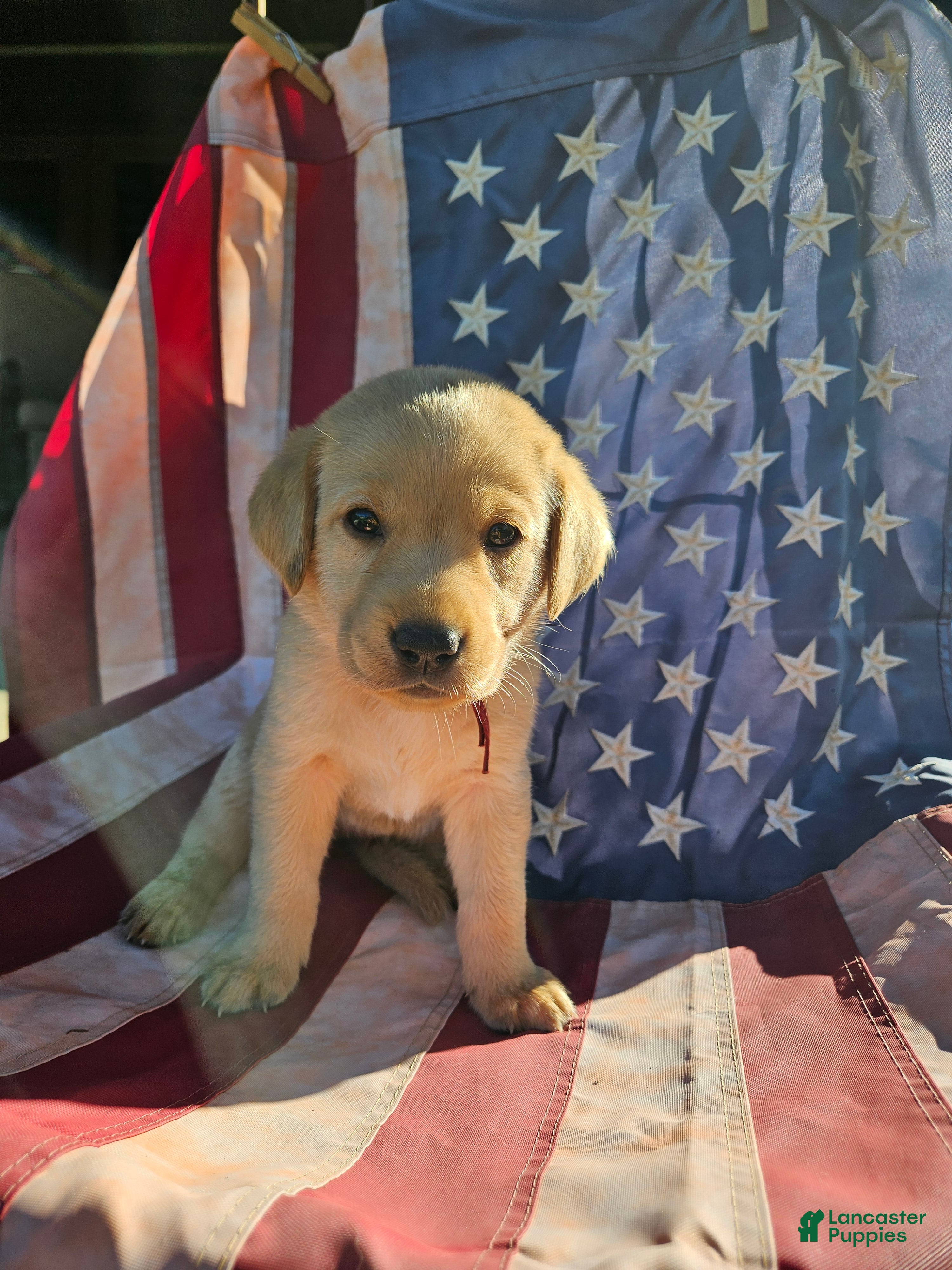 Labrador Retriever dogs Red - Ad 2