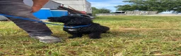 Bernedoodle dogs for sale: Maverick  - Ad 2