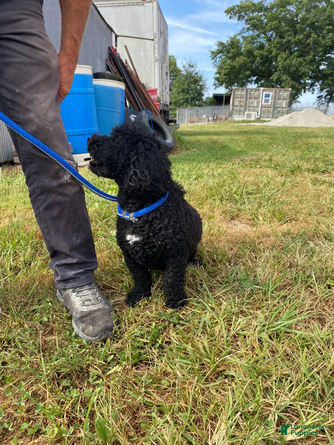 Bernedoodle dogs for sale: Maverick  - Ad 2