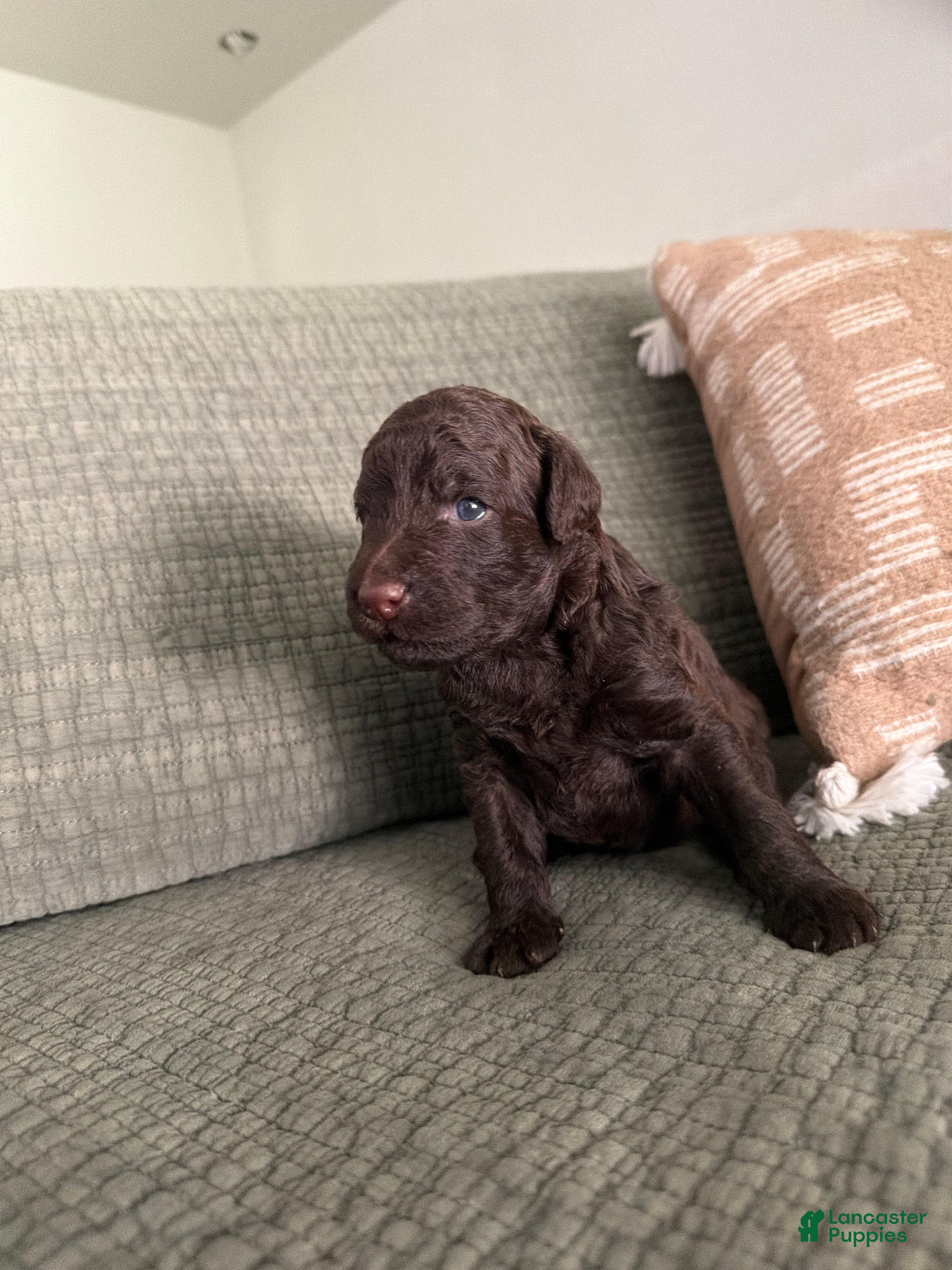 Miniature Poodle dogs Bronze  - Ad 2