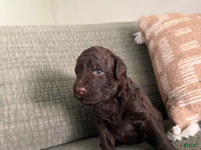 Miniature Poodle dogs Bronze - Ad 2