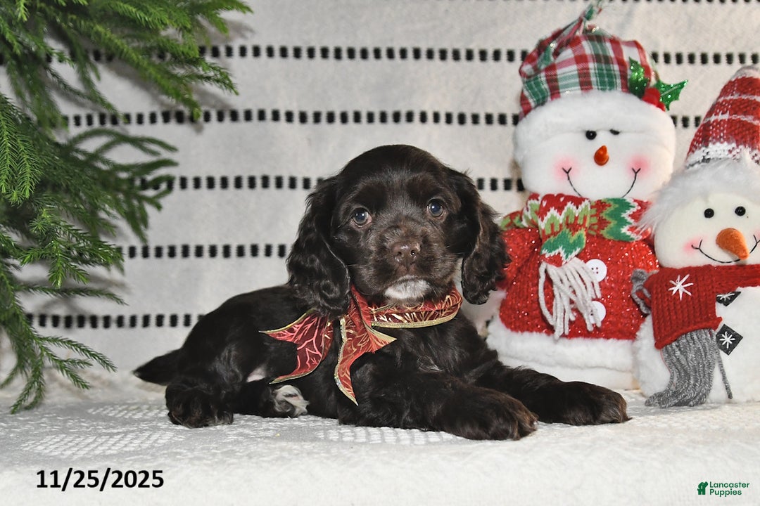 Cocker Spaniel dogs for sale: Holly - Ad 3