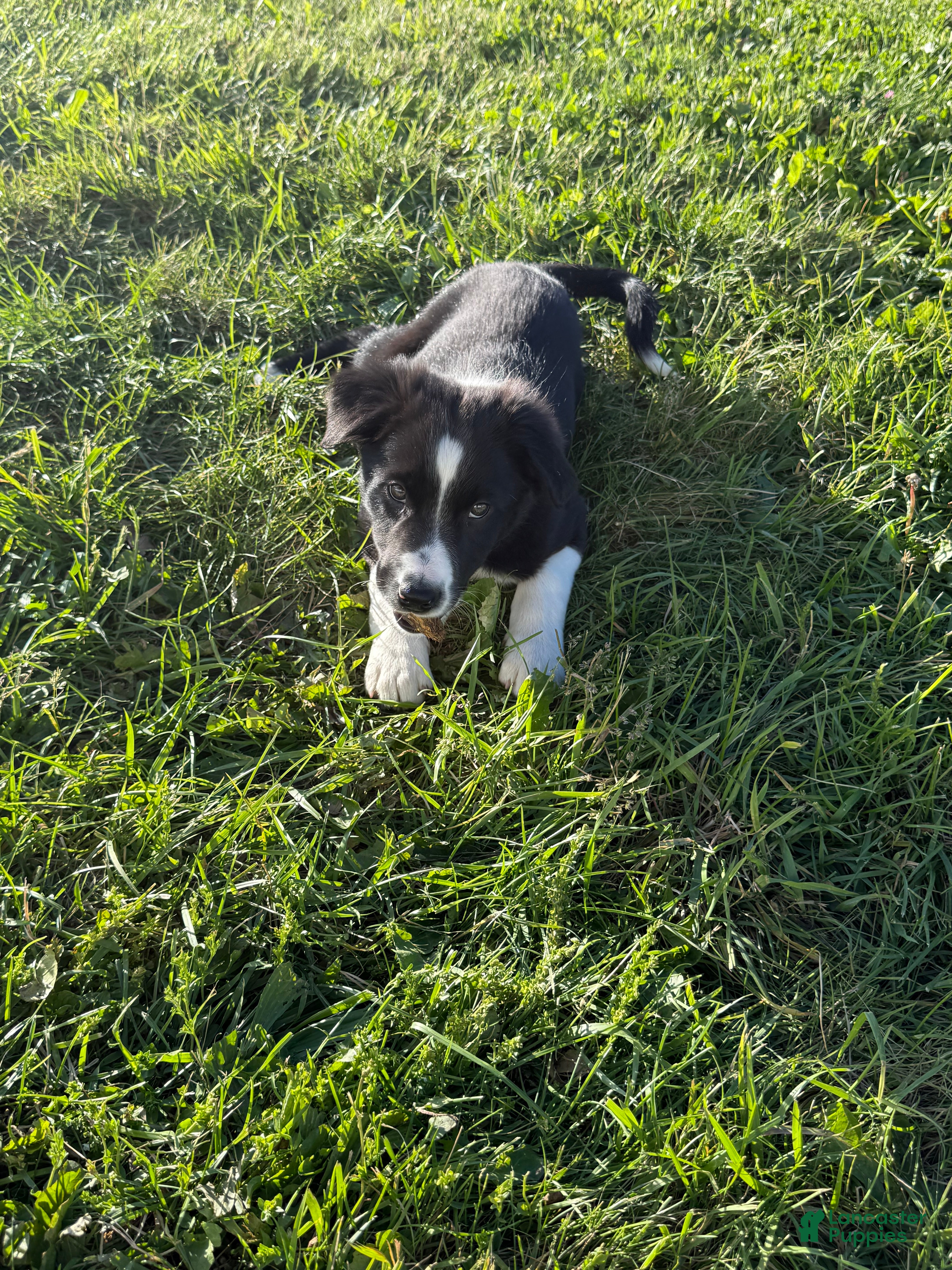 Border Collie dogs Buddy - Ad 42