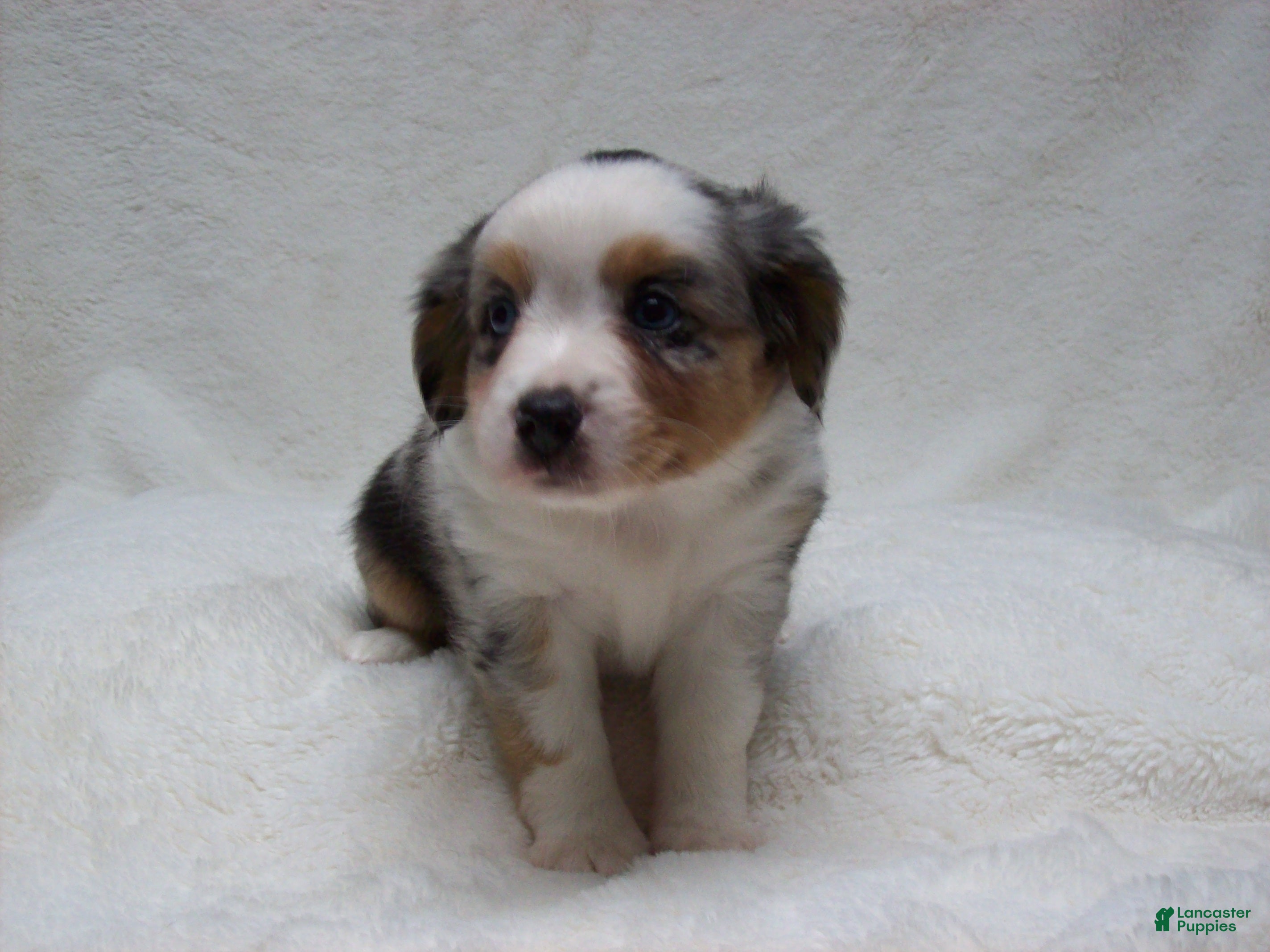 Miniature Australian Shepherd dogs Brenda - Ad 2