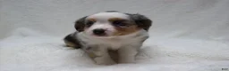 Miniature Australian Shepherd dogs for sale: Brenda - Ad 2