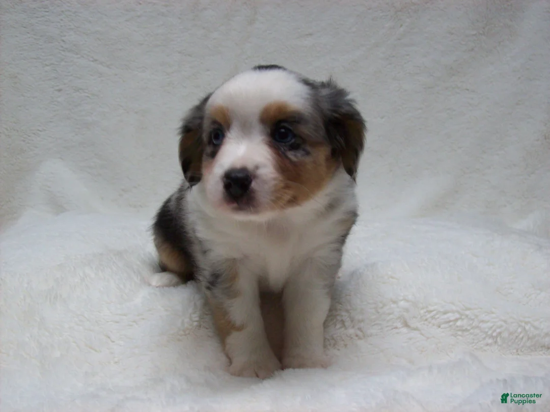 Miniature Australian Shepherd dogs for sale: Brenda - Ad 2