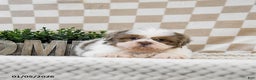 Shih Tzu dogs for sale: Zoomer - Ad 2