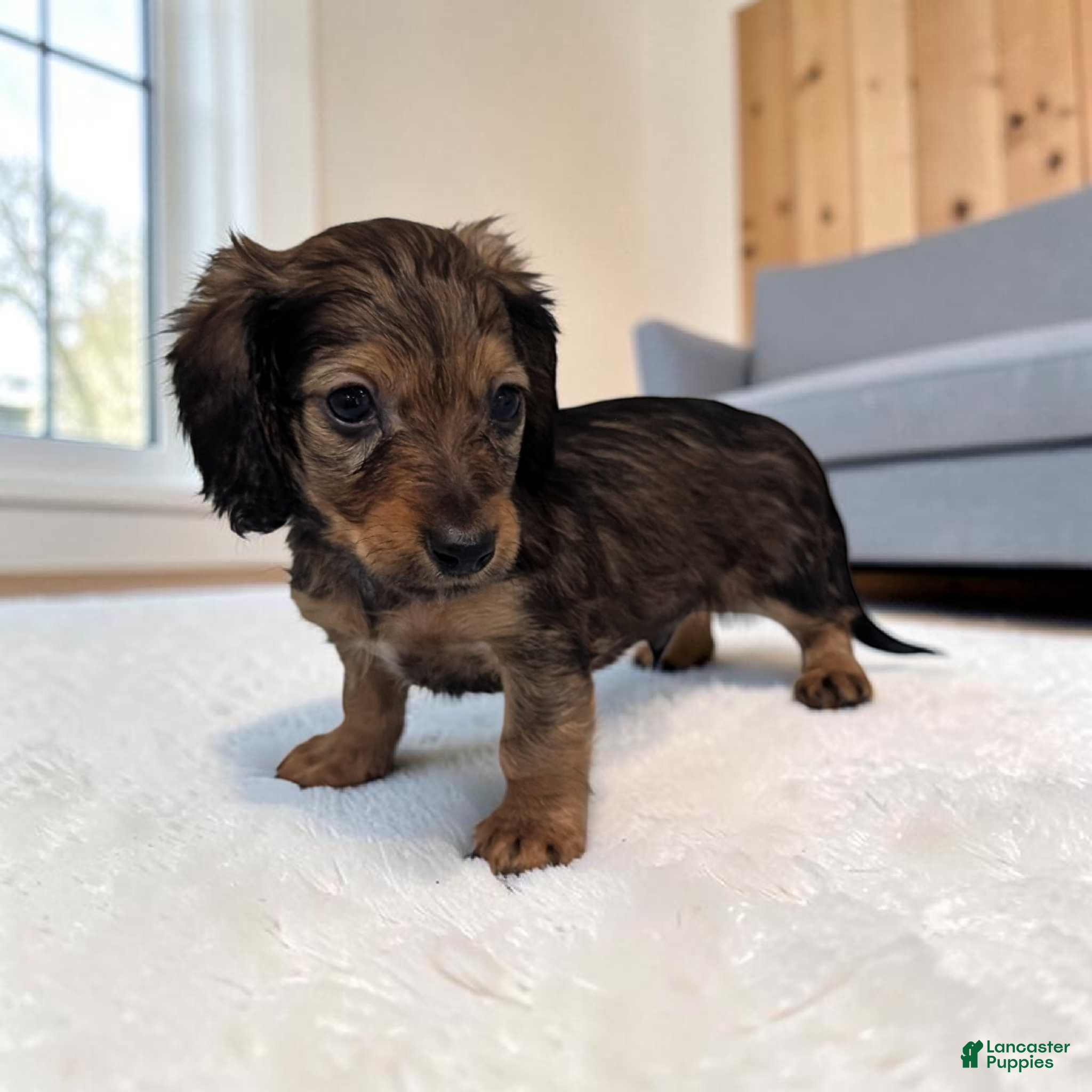 Miniature Dachshund dogs Benji - Ad 2
