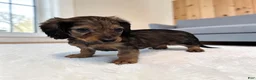 Miniature Dachshund dogs for sale: Benji - Ad 2
