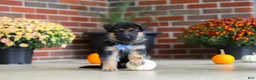 German Shepherd dogs for sale: Mason - Ad 8