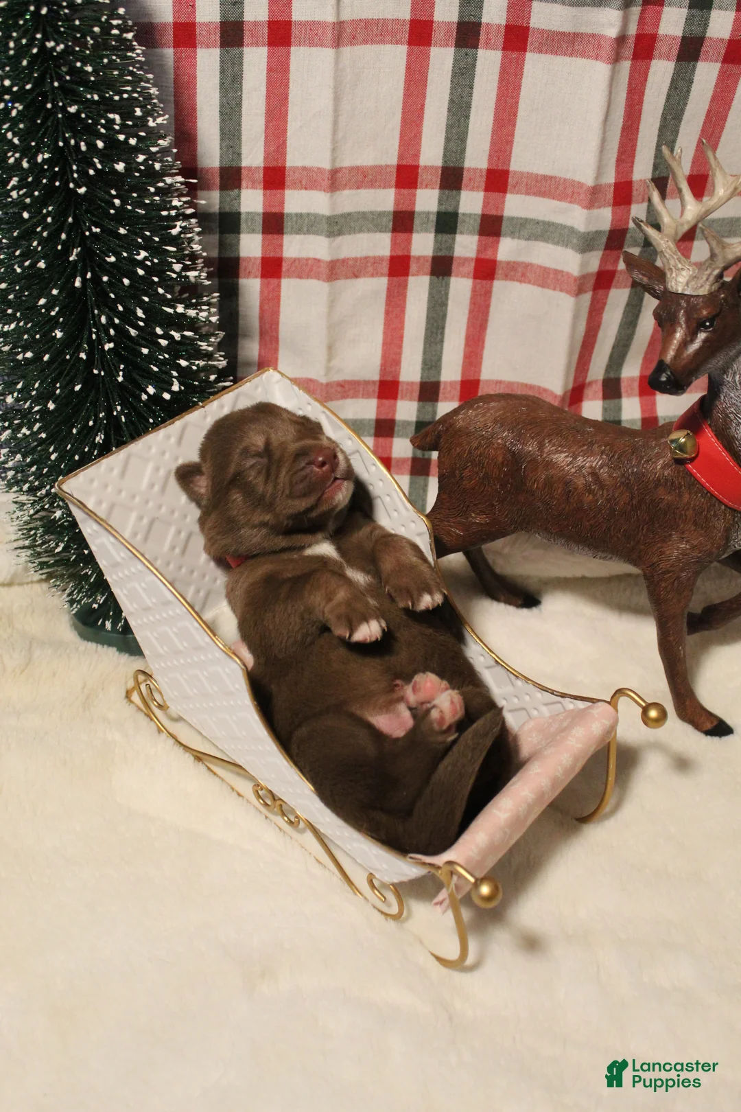 Gerberian Shepsky dogs for sale: 1 Pink - Ad 11