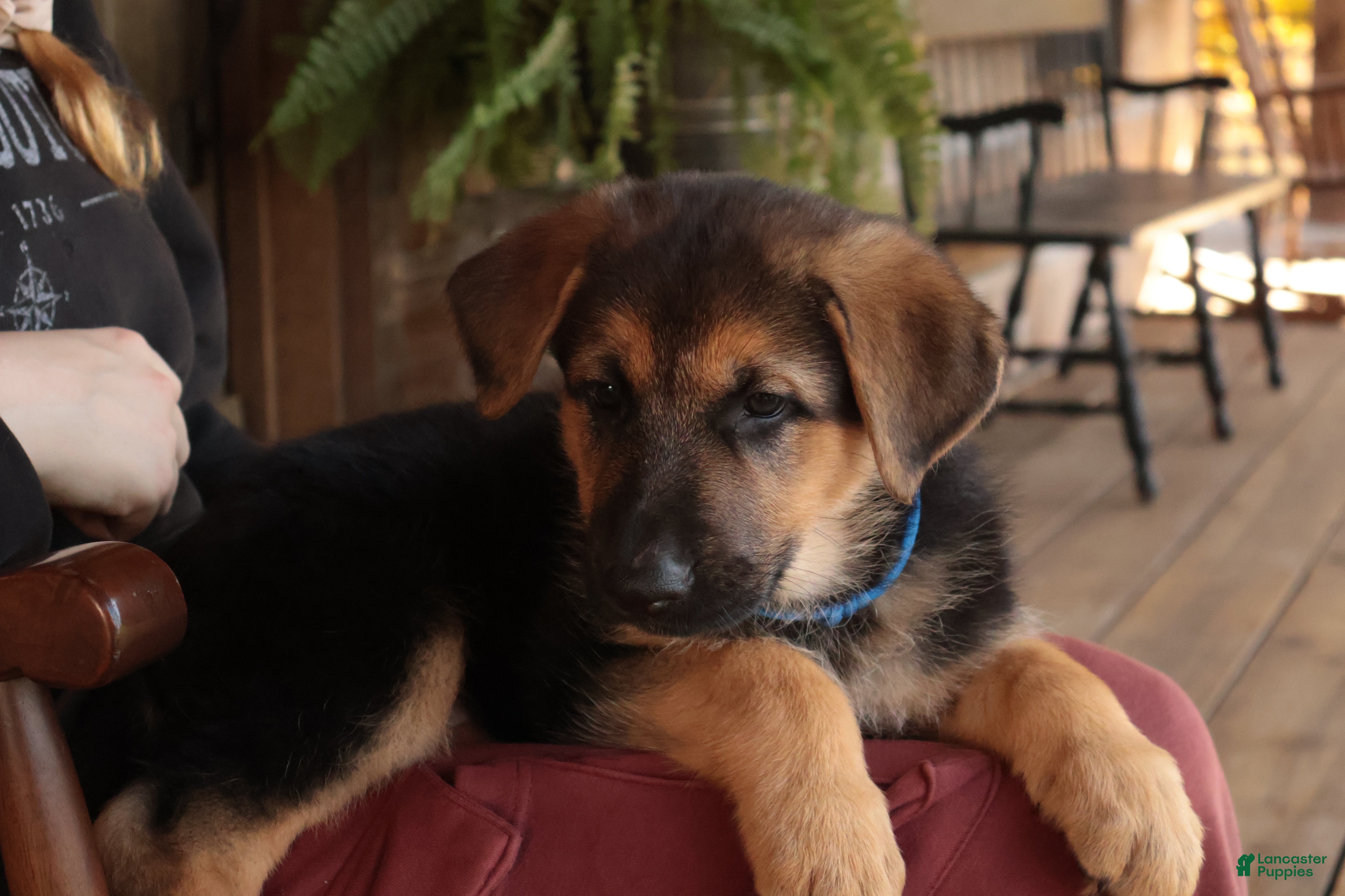 German Shepherd dogs for sale: America - Ad 1