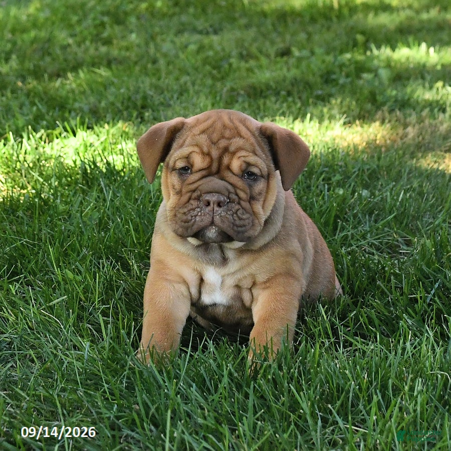 English Bulldog dogs Daffodil - Ad 1