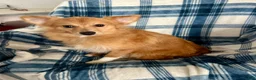 Mixed Breed dogs for sale: Kenny-Aussie-Pom - Ad 5