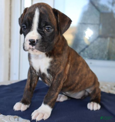 Boxer dogs for sale: Abby- Champ lines - Ad 1