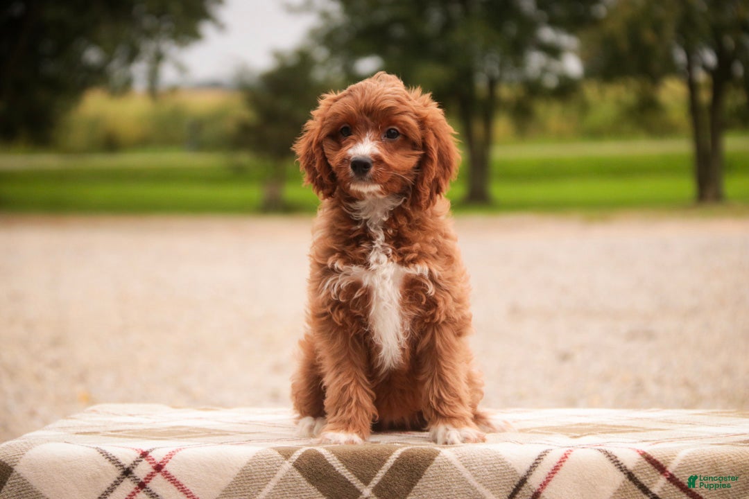 Cavapoo