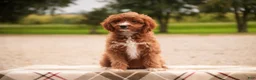 Cavapoo dogs for sale: Avery Cavapoo  - Ad 2