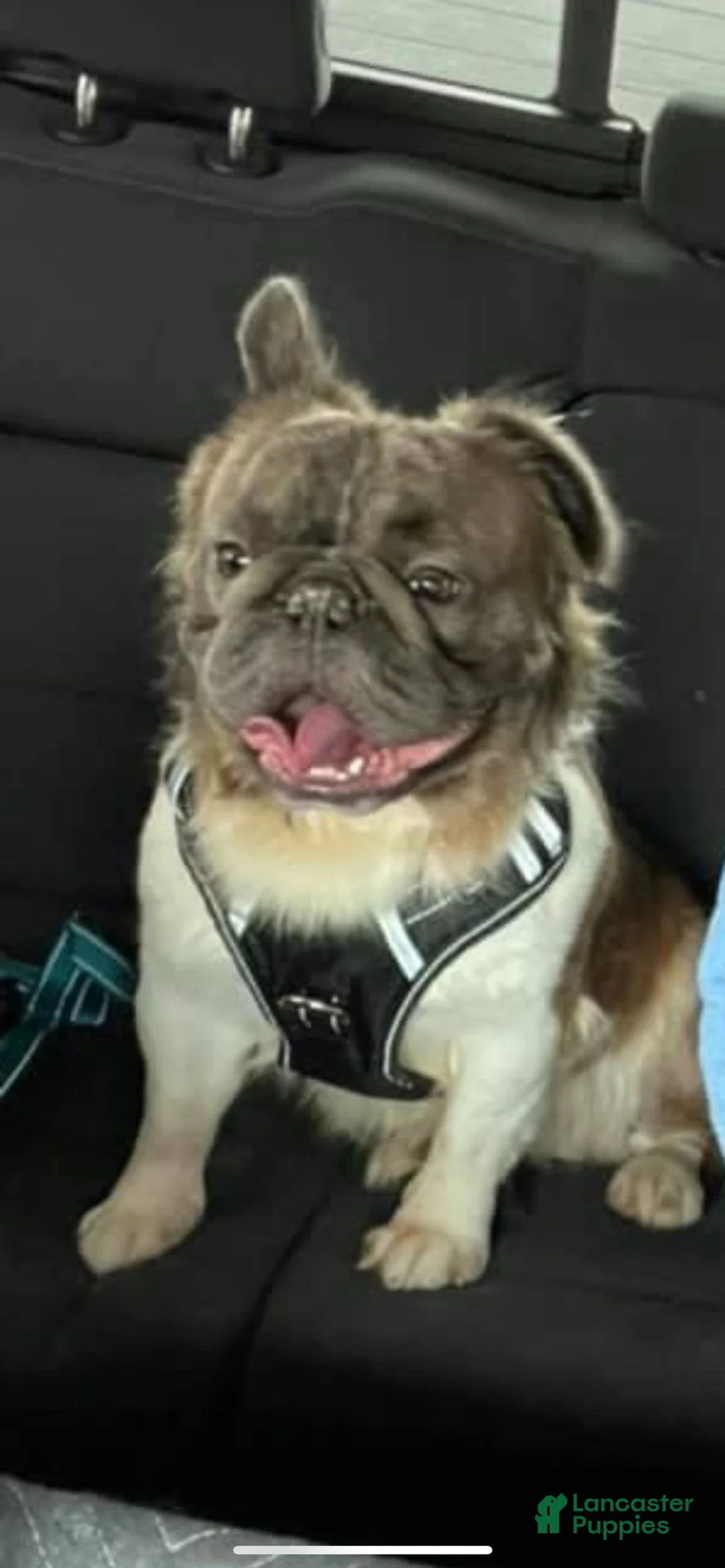 French Bulldog dogs for sale: French Bulldog Puppy 1 - Ad 4