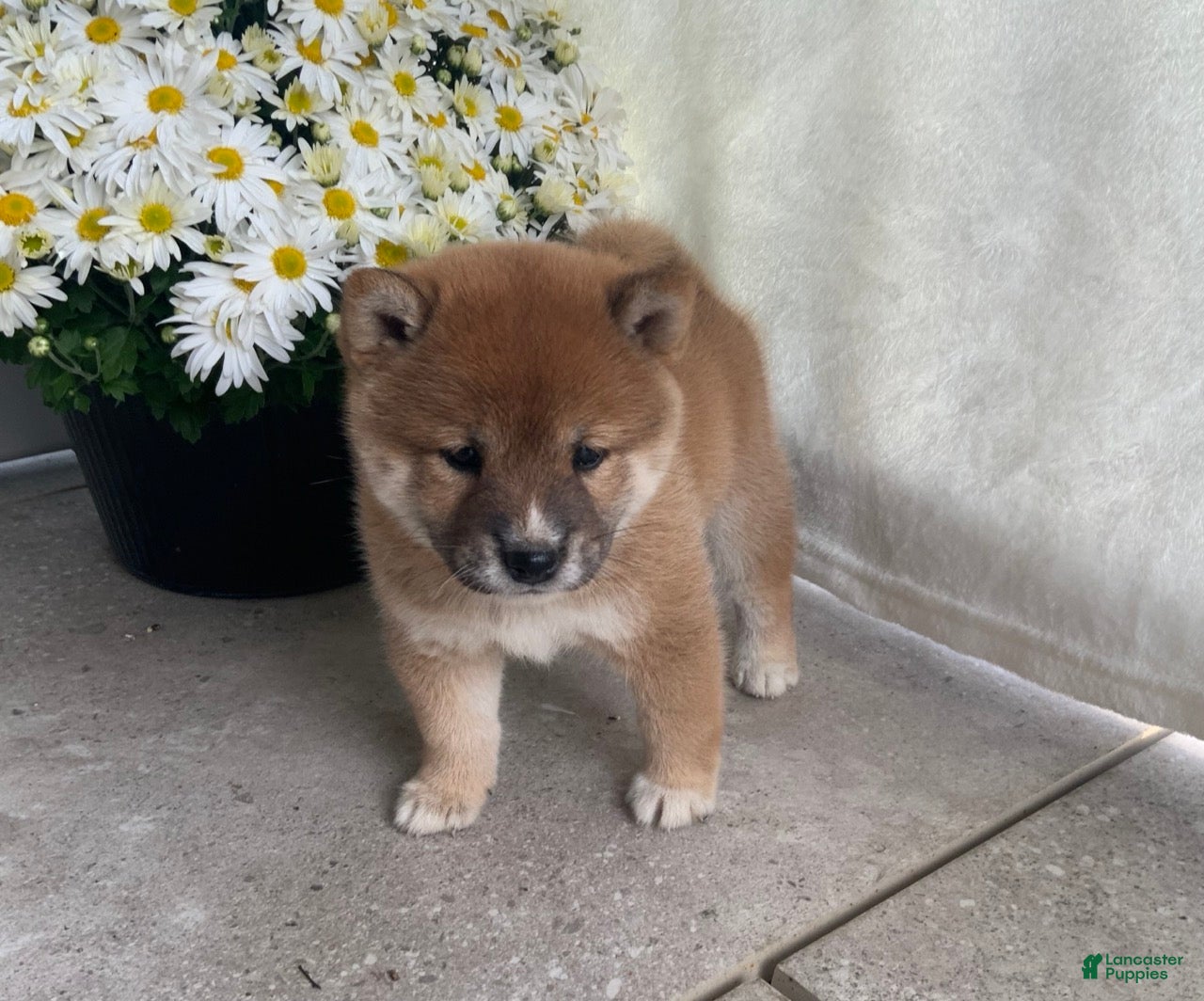 Shiba Inu dogs Cooper - Ad 7