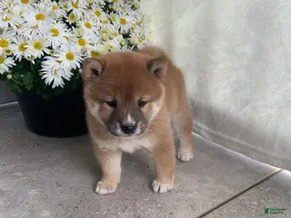 Shiba Inu dogs Cooper - Ad 7