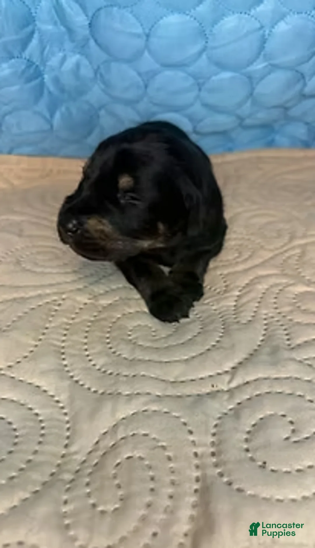 Mixed Breed dogs for sale: Snookie - Ad 5