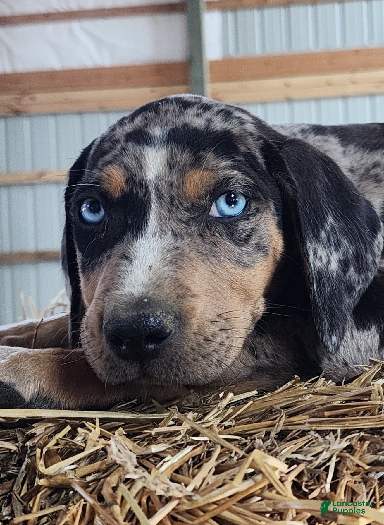 Catahoula Leopard Dog dogs Duchess 2026 Male 5 - Ad 9