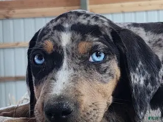 Catahoula Leopard Dog dogs Duchess 2026 Male 5 - Ad 1