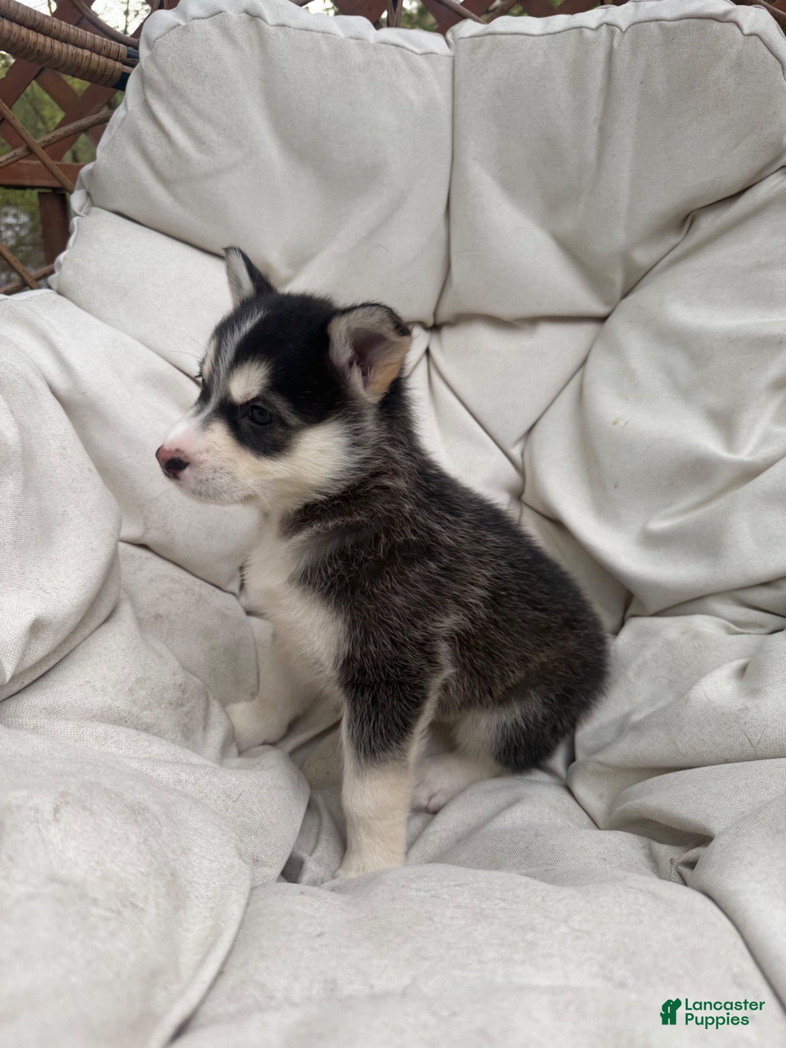 Mixed Breed dogs Nova - Ad 23
