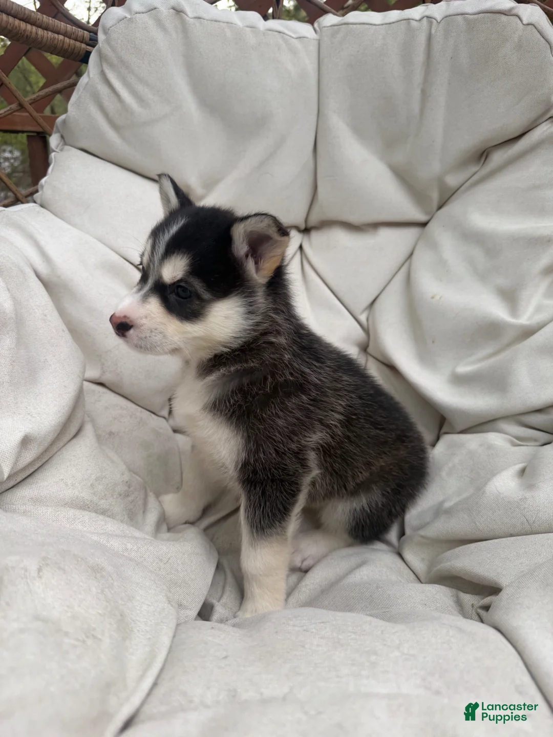 Mixed Breed dogs for sale: Nova - Ad 2