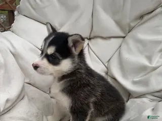 Mixed Breed dogs Nova - Ad 23