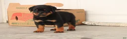 Rottweiler dogs for sale: Mario - Ad 4